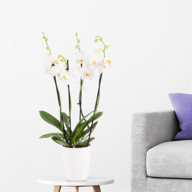 Wei&szlig;e Orchidee (Phalaenopsis, vier Rispen, 60 cm) + gratis Topf