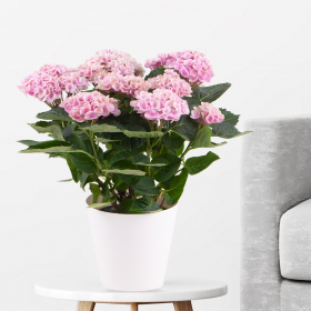 Hortensie Rosa Magical Revolution (Hydrangea, 40 cm) + gratis Topf