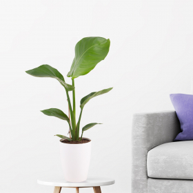Strelitzie (Strelicia nicolai, 50 cm) + gratis Topf