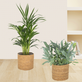 2er-Set Goldfruchtpalme & Goldt&uuml;pfelfarn | +/- 30-70 cm | &oslash; 14-17 cm