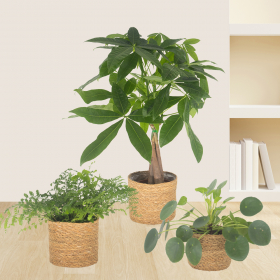 3er-Set Pachira, Nestfarn & Pilea | +/- 15-60 cm | &oslash; 12-14 cm