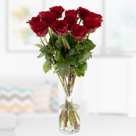 12 Rote Premium-Rosen (50cm) 
