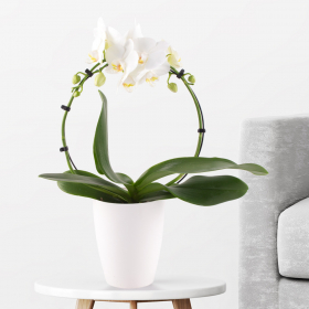 Orchideenbogen wei&szlig;