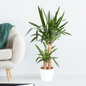 Yucca-Palme XL (Palmlilie, 3-stämmig, 120 cm)