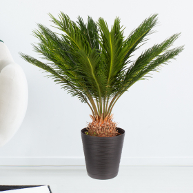 Palmfarn (Cycas revoluta, 60 cm)