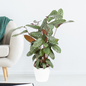 Korbmarante (Calathea compactstar, 70 cm)