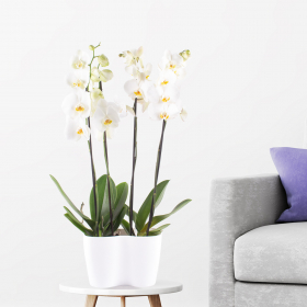 Zwei wei&szlig;e Orchideen (Phalaenopsis, 70 cm) + gratis DUO-Topf 