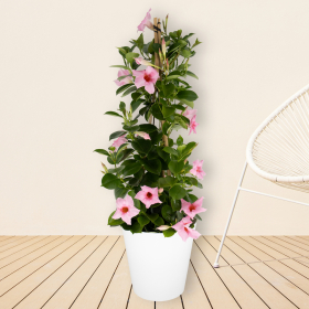 Rosa Mandevilla Pyramide + gratis Topf | +/- 70 cm | &oslash; 17 cm