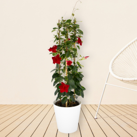 Rote Mandevilla Pyramide + gratis Topf | +/- 70 cm | &oslash; 17 cm