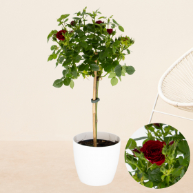 Rote Topfrose + gratis Topf | +/- 70 cm | &oslash; 17 cm