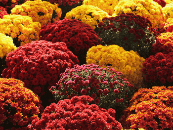 Die schönsten Blumen im Herbst Die schönsten Blumen im Herbst
