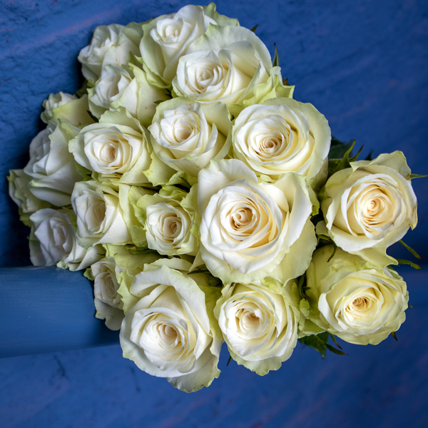 Blumen und Pflanzen Angebote Blumen und Pflanzen Angebote