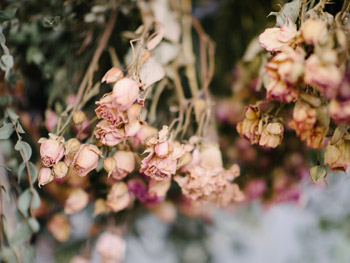 Blumen trocknen: Tipps & Anleitungen Blumen trocknen: Tipps & Anleitungen