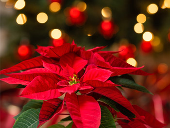 Blumen zu Weihnachten online verschicken Blumen zu Weihnachten online verschicken