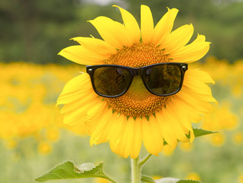 Blumenversand im Sommer Blumenversand im Sommer