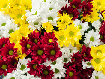 Chrysantheme: Herkunft, Merkmale und Bedeutung Chrysantheme: Herkunft, Merkmale und Bedeutung