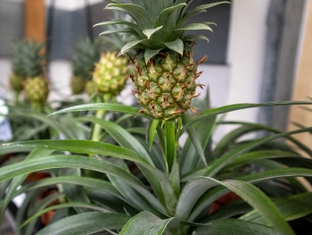 Ananas-Pflanze: Alle Infos, Fakten & Tipps Ananas-Pflanze: Alle Infos, Fakten & Tipps