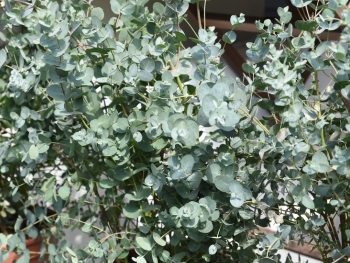 Eukalyptus – Die Trendpflanze des Jahres Eukalyptus – Die Trendpflanze des Jahres