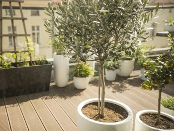 Welcome to Balkonien | blumenshop.de Welcome to Balkonien | blumenshop.de