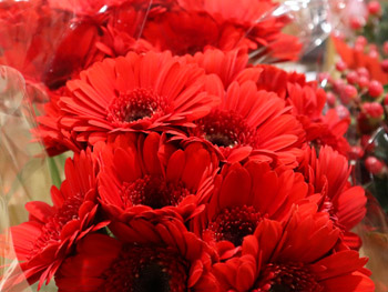 Gerbera: Herkunft, Bedeutung & Pflegetipps | blumenshop.de Gerbera: Herkunft, Bedeutung & Pflegetipps | blumenshop.de