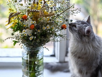 7 ungiftige Blumen für Katzen 7 ungiftige Blumen für Katzen