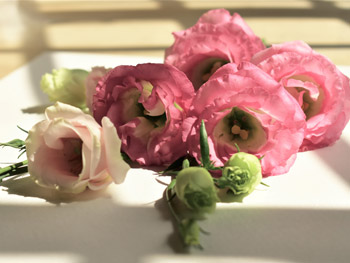 Lisianthus – Bedeutung, Herkunft und Dekotipps Lisianthus – Bedeutung, Herkunft und Dekotipps