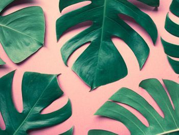 Monstera - Alle Infos und Pflegetipps Monstera - Alle Infos und Pflegetipps