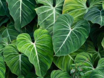 Philodendron Pflege: So geht's Philodendron Pflege: So geht's
