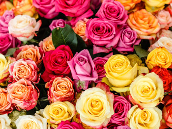 Rosen: Herkunft, Bedeutung & mehr Rosen: Herkunft, Bedeutung & mehr