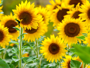 Sonnenblume: Herkunft, Bedeutung & 3 Pflegetipps Sonnenblume: Herkunft, Bedeutung & 3 Pflegetipps