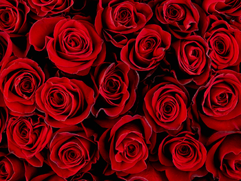 Am 12. Juni ist Tag der roten Rose Am 12. Juni ist Tag der roten Rose