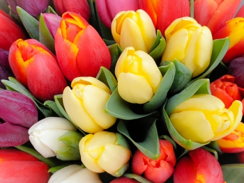 Tulpe: Herkunft, Bedeutung und Pflegetipps Tulpe: Herkunft, Bedeutung und Pflegetipps