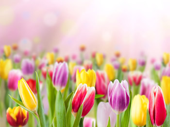 Tulpen aus Holland - Holländische Tulpen kaufen Tulpen aus Holland - Holländische Tulpen kaufen