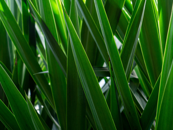 Yucca-Palme: Pflege, Fakten & mehr Yucca-Palme: Pflege, Fakten & mehr