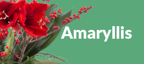 Amaryllis Amaryllis