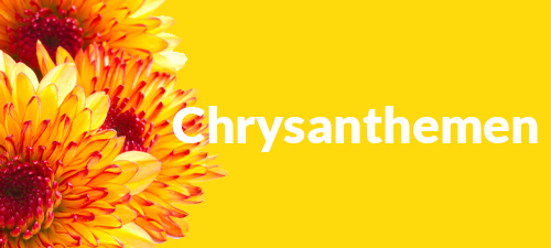 Chrysanthemen Chrysanthemen
