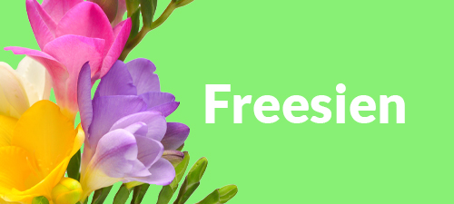 Freesien Freesien