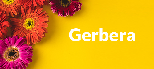 Gerberastrauß verschicken Gerberastrauß verschicken