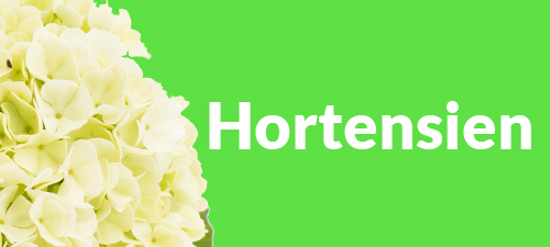 Hortensien Hortensien