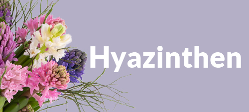 Hyazinthen Hyazinthen