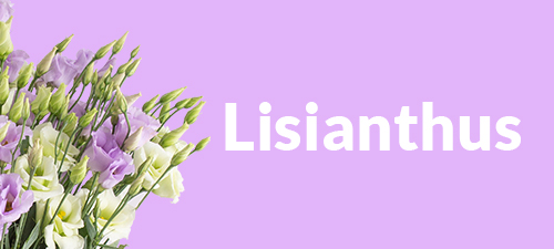 Lisianthus Lisianthus