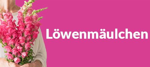 Löwenmäulchen Löwenmäulchen
