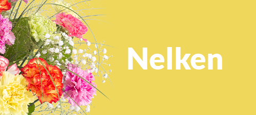 Nelkenstrauß Nelkenstrauß