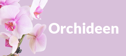 Orchideen Orchideen