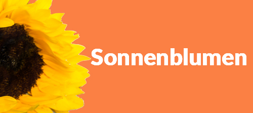 Sonnenblumen Sonnenblumen