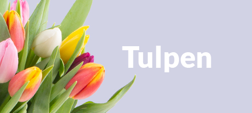 Tulpen verschicken Tulpen verschicken
