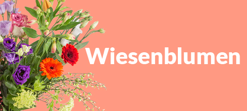 Wiesenblumen Wiesenblumen