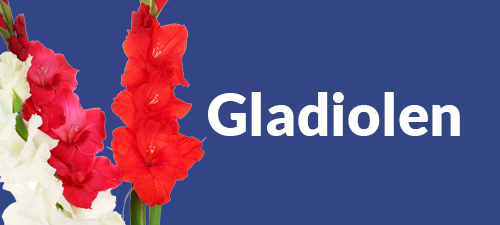 Gladiolenstrauß Gladiolenstrauß