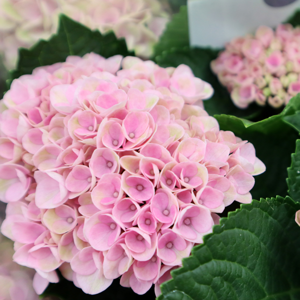 Zimmerpflanze mit Bl&uuml;ten online kaufen
