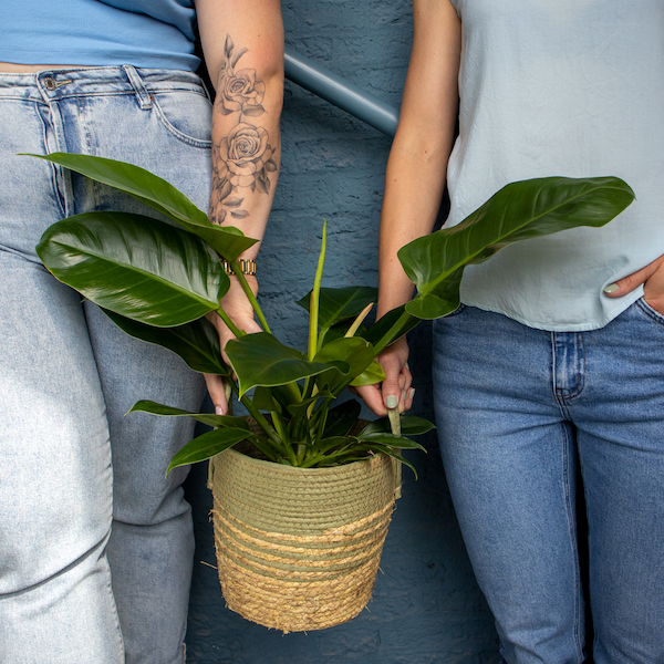 Exotische Zimmerpflanzen kaufen Exotische Zimmerpflanzen kaufen